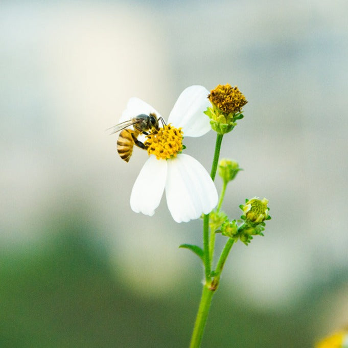 Kleine süße Biene Ohrstecker, 925er Silber, 18K Gold